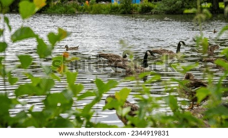 Ducks swimming in the lake. Ducks swim in the lake among the greenery. Ducks Enjoy a Sunny Day While Swimming