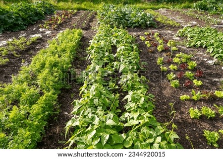 Permaculture garden with lot of biodevirsity. No dig beds of beans, carrots, salad mix, kale and other veggetables. Royalty-Free Stock Photo #2344920015