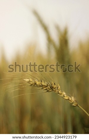 Go to Daya Dist to take pictures of the wheat fields