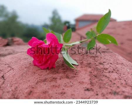 Roses, The sign of love with nature background. 