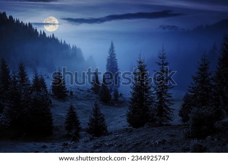 fir trees on meadow between hillsides with conifer forest in fog under the blue sky at night. spooky countryside scenery in full moon light