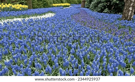 Muscari Lindsay flower in blue color. Garden Royalty-Free Stock Photo #2344925937