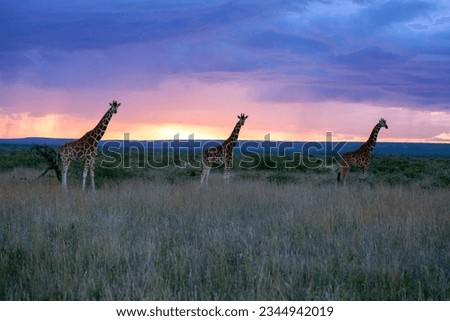 three giraffes walking towards the sunset