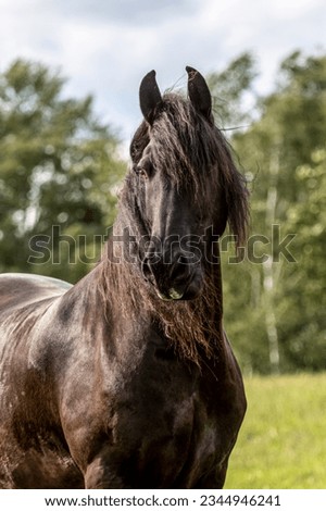 A beautiful friesian gelding on a pasture in summer outdoors Royalty-Free Stock Photo #2344946241