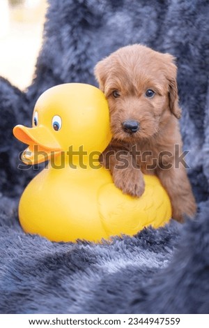 First generation (F1) Goldendoodle Puppy. Large Rubber Duck.