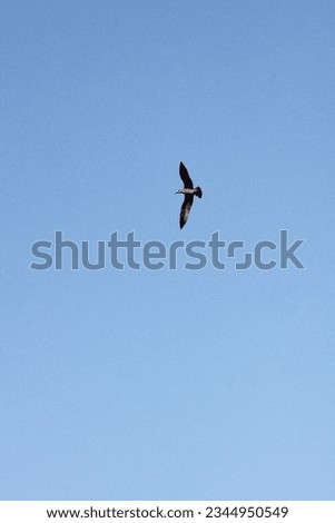 Bird in the blue sky. Empty space for text