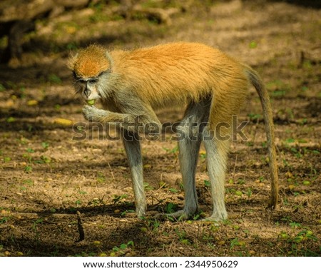 monkey running through the fields of senegal in africa