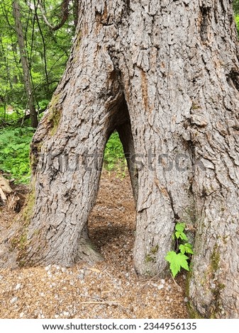 A large old growth tree with roots that have risen out of the ground to create a tunnel-like opening (fairy door). The trunk and roots are twisted and gnarled in a unique way. Royalty-Free Stock Photo #2344956135