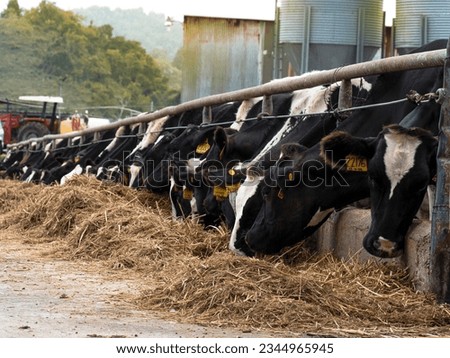 Cows in a farm. Dairy cows. Herd of cows eating hay - agriculture industry, farming and animal husbandry concept