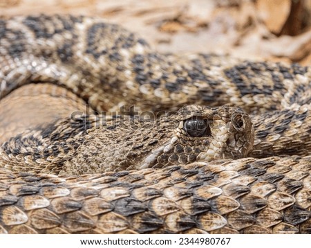 Close up shot of Western diamondback rattlesnake at Oklahoma