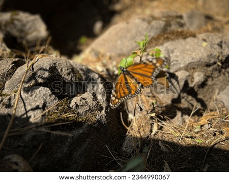 Butterfly over a rock in the park