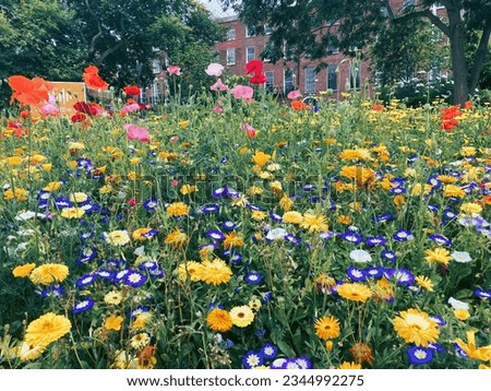 Colourful Wildflowers, Lots of Wildflowers,  Royalty-Free Stock Photo #2344992275