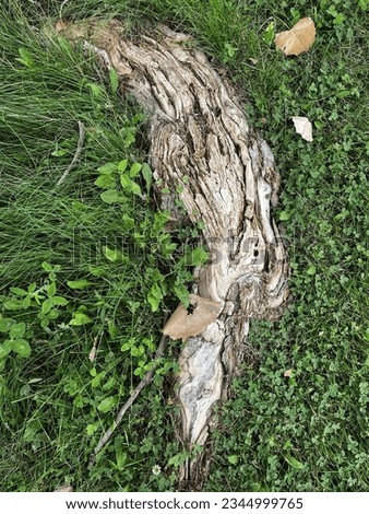 Tree root nestled in clover