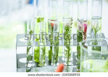 Natural organic green botany laboratory with scientific glassware, Alternative herb medicine or skin care beauty products, Plant cosmetic chemistry research and dermatology development concept. Royalty-Free Stock Photo #2345008935