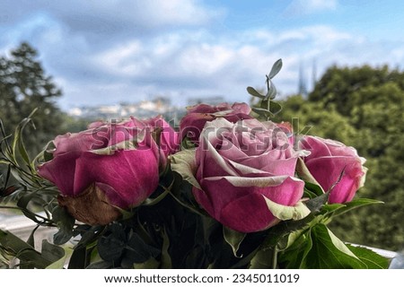 Bouquet of pink roses with green edges of petals. Background is green trees and blurred city skyline