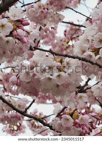 A picture of blooming flowers.