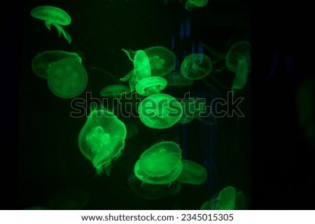 The jellyfish that are ignited change according to their colors, giving them willpower to see