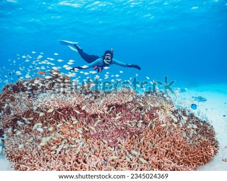 Beautiful Coral Reef, Blue green damselfish school with Diver, NISHIBAMA Beach, AKA Beach, Royalty-Free Stock Photo #2345024369