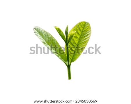 picture of young guava shoots. young guava shoots on a white background. green guava leaves.