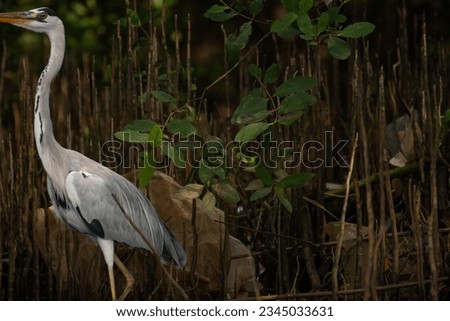 Grey Heron Bird at jungle