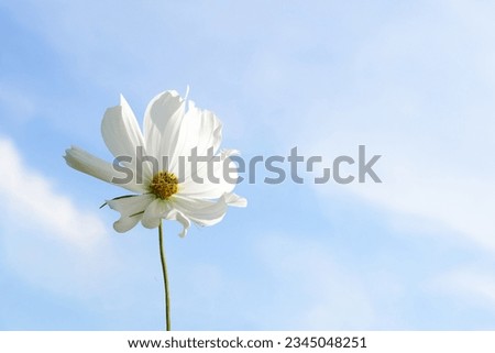 A Beautiful cosmos anemones flowers blooming with low angle view on the blue sky background. White cosmos spring flowers background. Space for message. Beauty nature concept.
