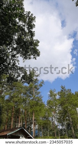 beautiful clouds and green leaves