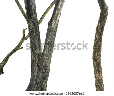
Pictures of various types of big tree trunks, design, illustration
