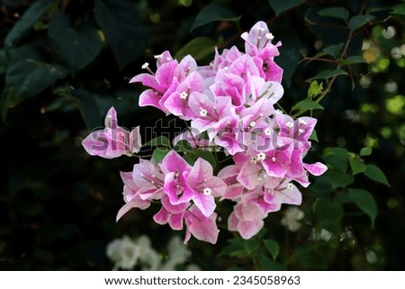 Close up image of blooming pink white grafient colors bougainvillea flower with green leaves background 