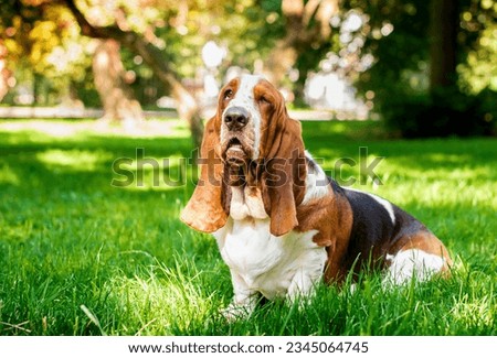 A basset hound dog is sitting in the green grass against the background of trees. A beautiful dog with long ears and sad eyes. The photo is blurred. High quality photo