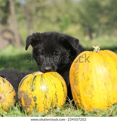 Amazing puppy of German shepherd with pumpkin in autumn
