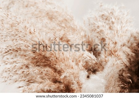 pampas grass neutral beige color background close up. Plant texture. Scandinavian, boho minimalistic  home design poster. Royalty-Free Stock Photo #2345081037