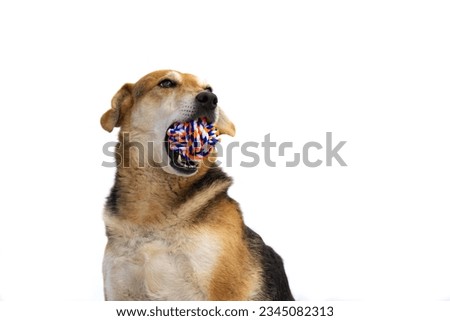 portrait of a mongrel dog with ball of toy threads on white background Royalty-Free Stock Photo #2345082313