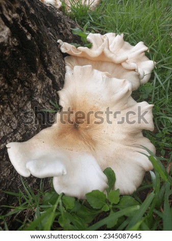 White Tyromyces Chioneus growing from dry stumps in a home garden