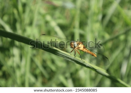 Dragonfly different species beautiful photos 