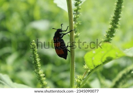 Blister beetle photos from different angles 