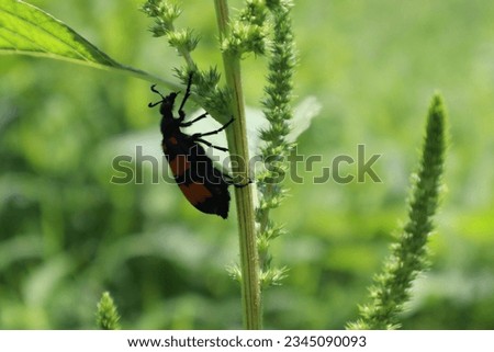 Blister beetle photos from different angles 