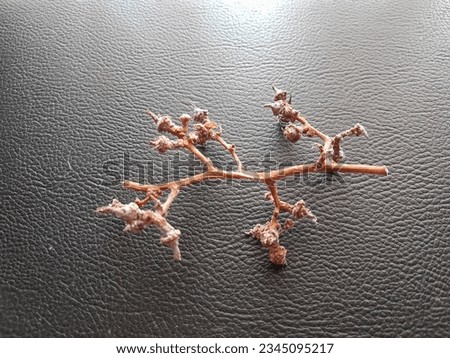 Dry jungle tree branches on a black background