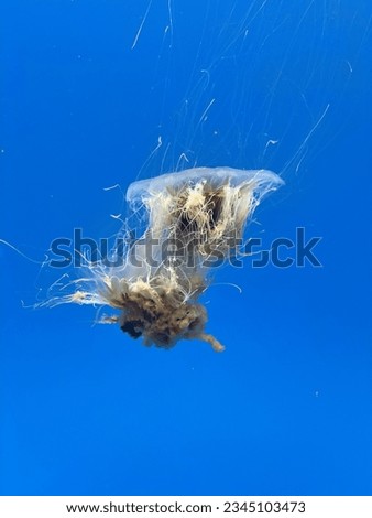 Picture of jellyfish in aquarium 