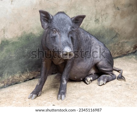 a photography of a black pig laying down on the ground, there is a black pig that is laying down on the ground.