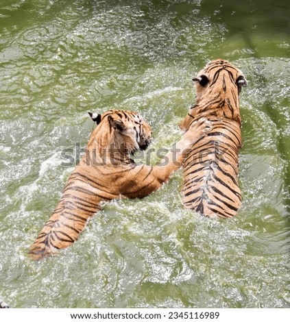 a photography of two tigers playing in the water with each other, there are two tigers playing in the water together.