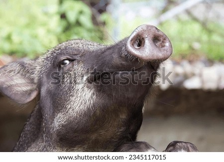 a photography of a pig looking up at the sky with its nose open, there is a pig that is looking up at something.