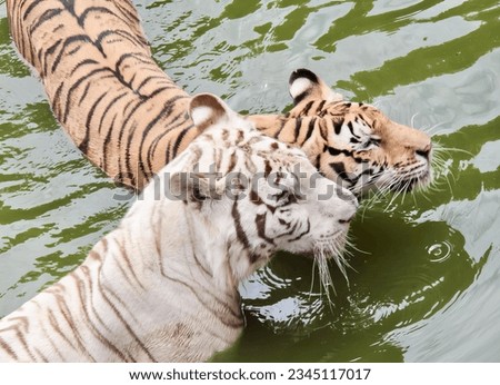 a photography of two tigers in the water with one looking at the other, there are two tigers swimming in the water together.