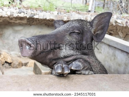 a photography of a pig is looking over a wall, there is a pig that is looking over a wall.