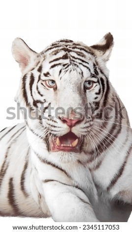 a photography of a white tiger with a big grin on its face, there is a white tiger that is laying down with its mouth open.