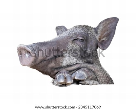 a photography of a pig with its eyes closed and its head resting on the ground, there is a pig that is laying down on the ground.