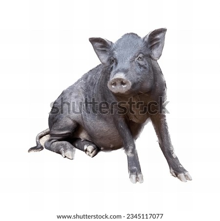 a photography of a pig sitting on the ground with its head turned, there is a pig that is sitting down on the ground.