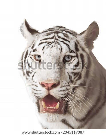 a photography of a white tiger with blue eyes and a white background, there is a white tiger with blue eyes and a white background.