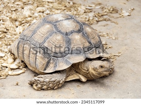 a photography of a turtle on the ground with a pile of rocks in the background, there is a turtle that is walking on the ground.