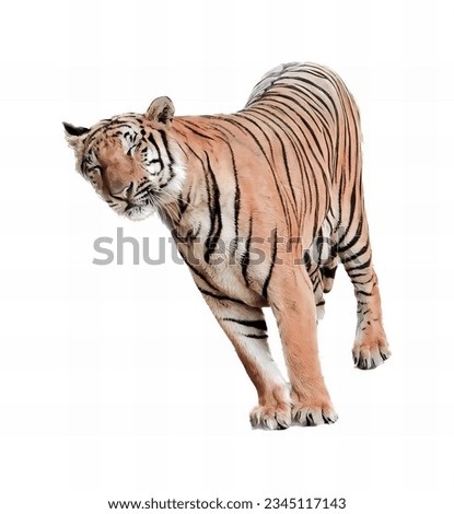 a photography of a tiger walking across a white background, there is a tiger walking on a white surface with a white background.