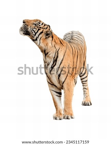 a photography of a tiger standing on a white surface, there is a tiger that is standing up with its mouth open.